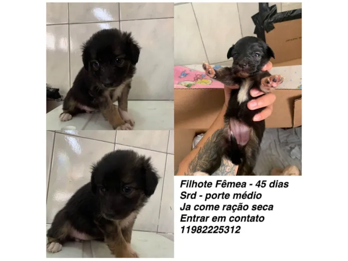 Cachorro ra a SRD-ViraLata idade 2 a 6 meses nome Docinho