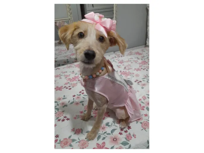 Cachorro ra a SRD-ViraLata idade 7 a 11 meses nome Zoe
