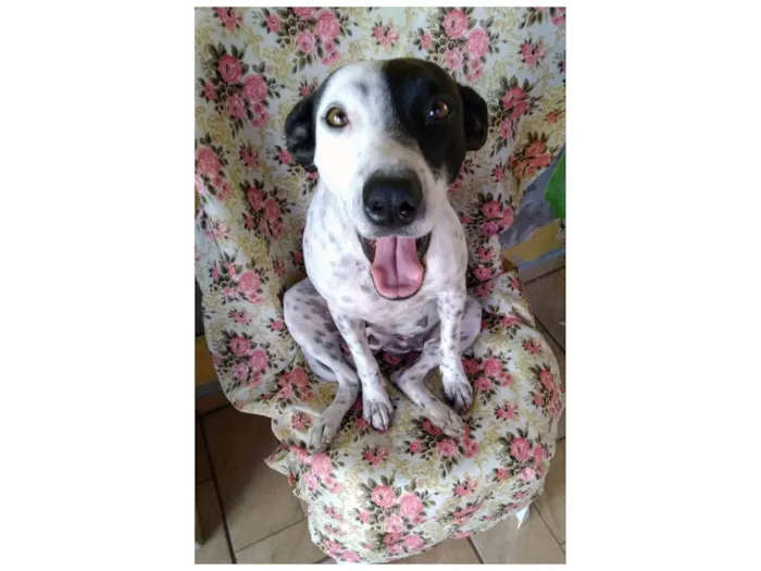 Cachorro ra a SRD-ViraLata idade 2 anos nome Preciosa
