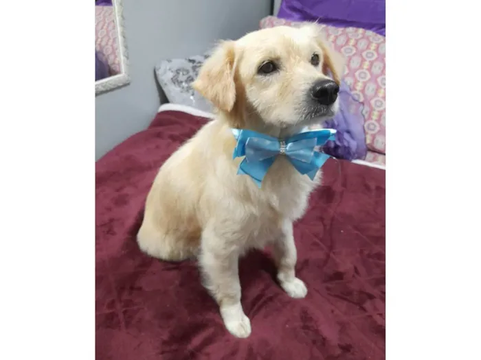 Cachorro ra a SRD-ViraLata idade 1 ano nome Woody