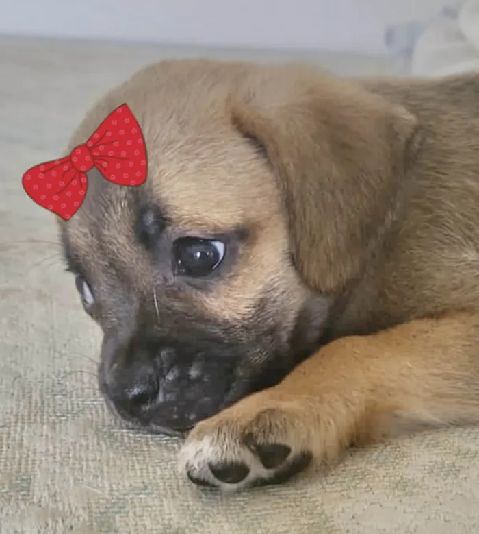 Cachorro ra a Mestica  idade 2 a 6 meses nome Sofia 