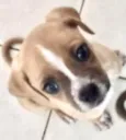 Léo 