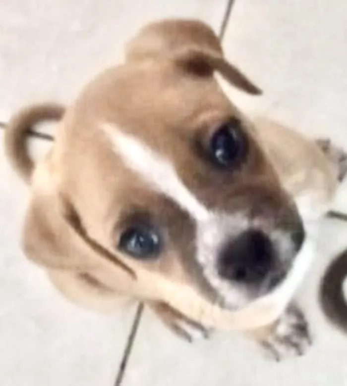 Cachorro ra a Mestico  idade 2 a 6 meses nome Léo 