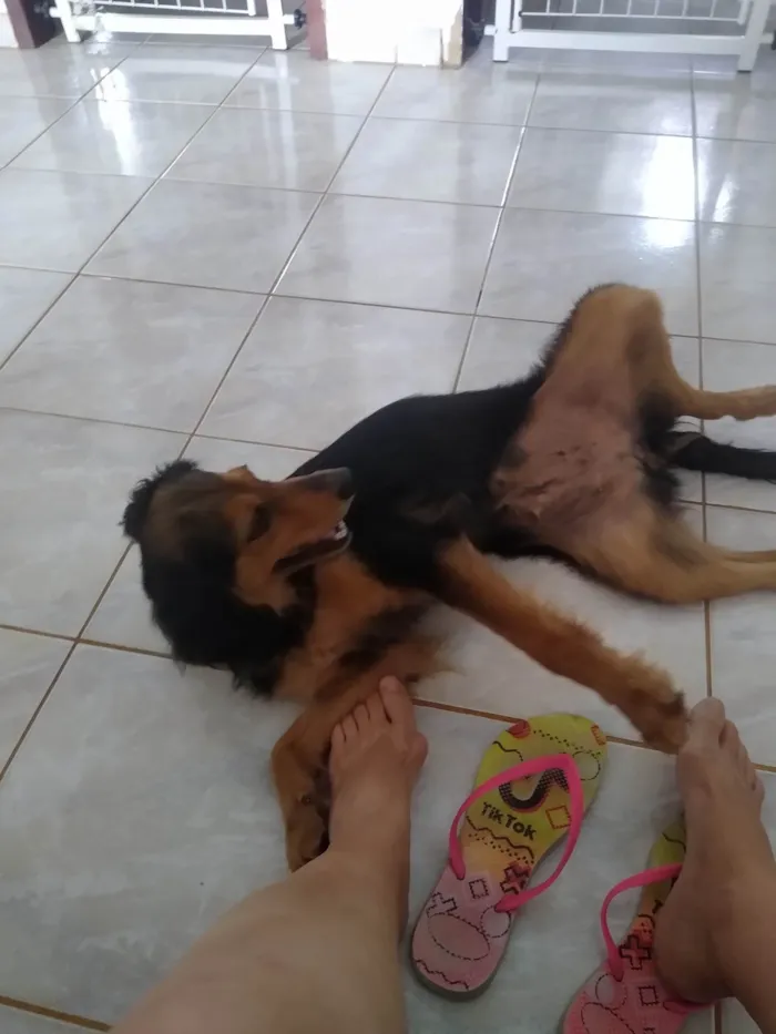 Cachorro ra a SRD  idade 2 anos nome Charmosa