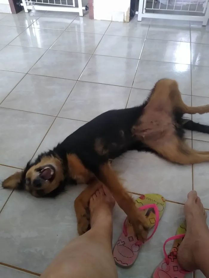 Cachorro ra a SRD  idade 2 anos nome Charmosa