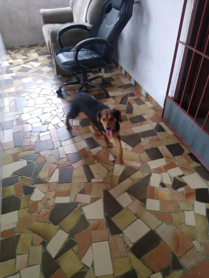 Cachorro ra a SRD  idade 2 anos nome Charmosa