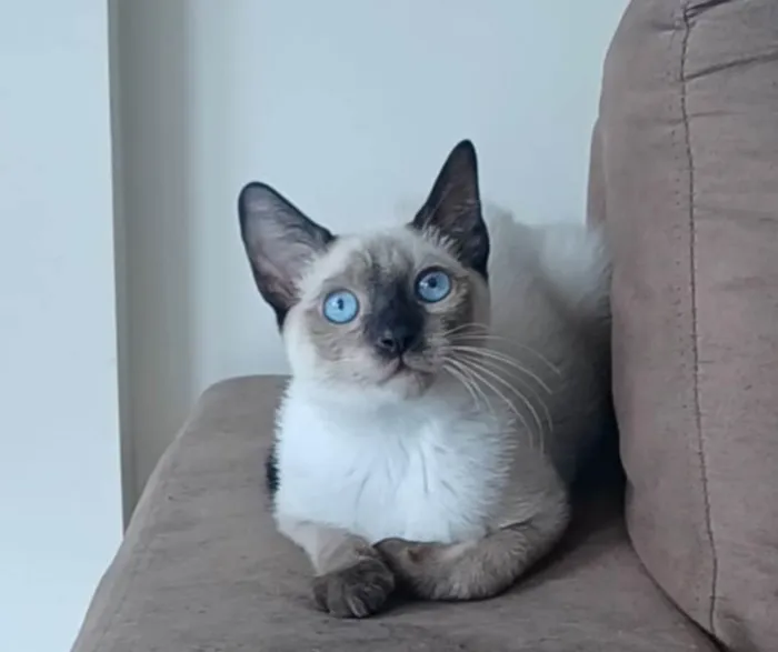 Gato ra a SRD-ViraLata idade 7 a 11 meses nome Lion