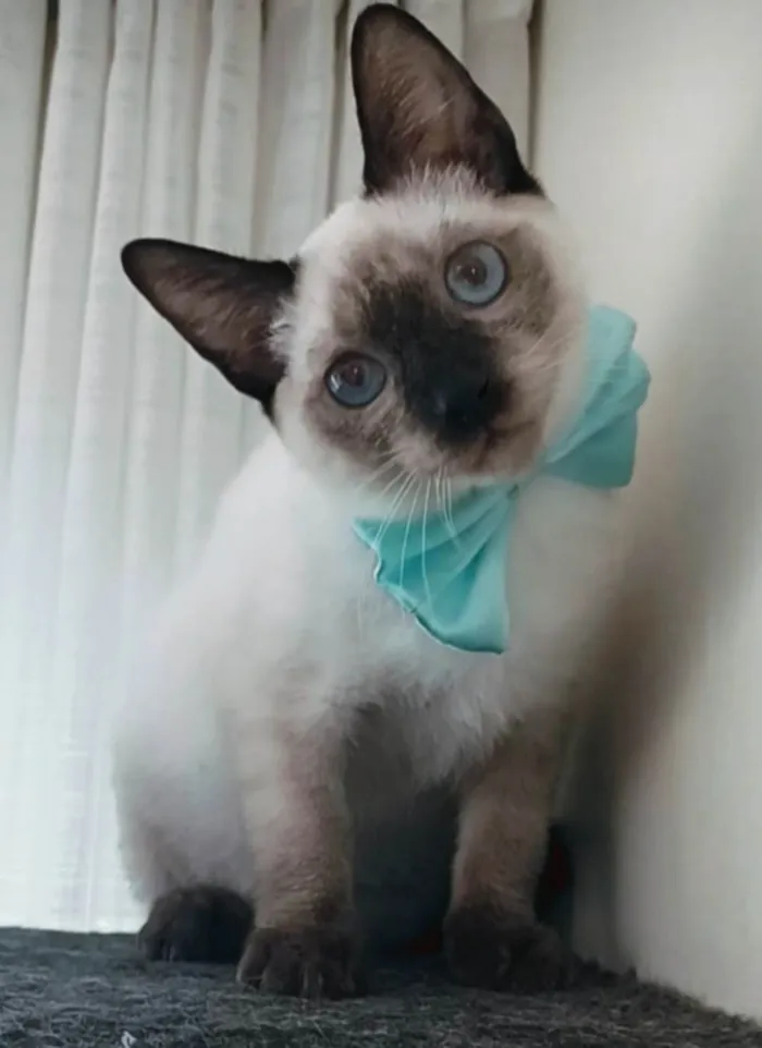 Gato ra a SRD-ViraLata idade 7 a 11 meses nome Lion