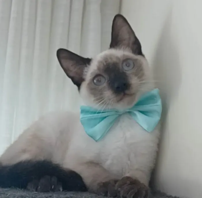 Gato ra a SRD-ViraLata idade 7 a 11 meses nome Lion