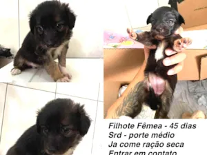 Cachorro raça SRD-ViraLata idade 2 a 6 meses nome Docinho