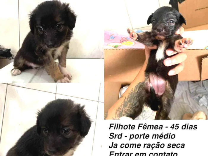 Cachorro ra a SRD-ViraLata idade 2 a 6 meses nome Docinho
