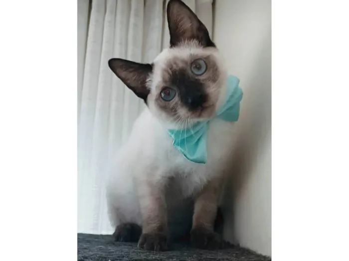 Gato ra a SRD-ViraLata idade 7 a 11 meses nome Lion