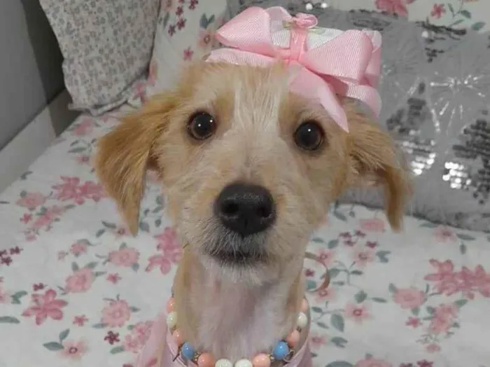 Cachorro ra a SRD-ViraLata idade 7 a 11 meses nome Zoe