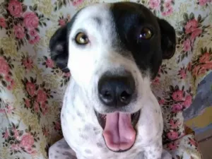 Cachorro raça SRD-ViraLata idade 2 anos nome Preciosa