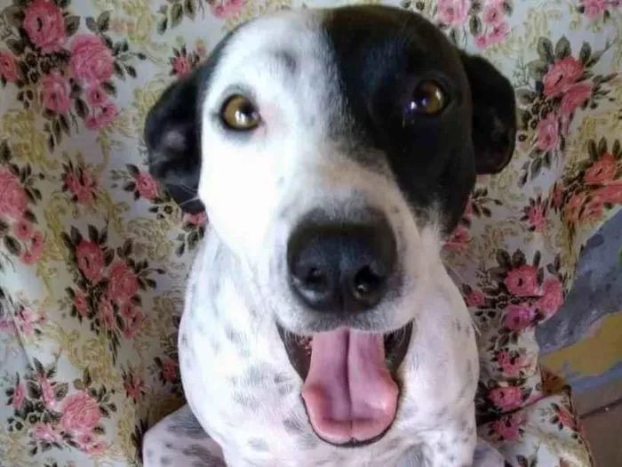Cachorro ra a SRD-ViraLata idade 2 anos nome Preciosa
