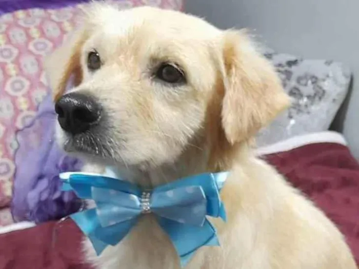 Cachorro ra a SRD-ViraLata idade 1 ano nome Woody