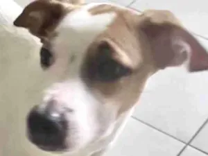 Cachorro raça Fox paulistinha  idade 2 a 6 meses nome Spike 