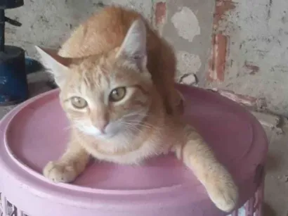 Gato raça Misturado  idade 2 a 6 meses nome Leaozinho