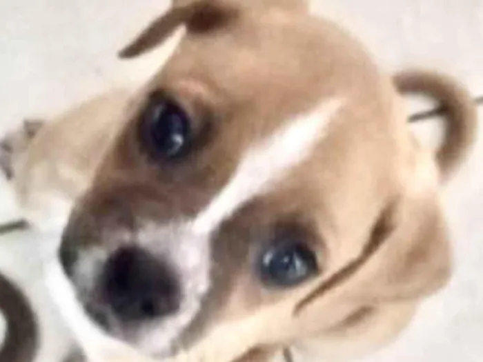 Cachorro ra a Mestico  idade 2 a 6 meses nome Léo 
