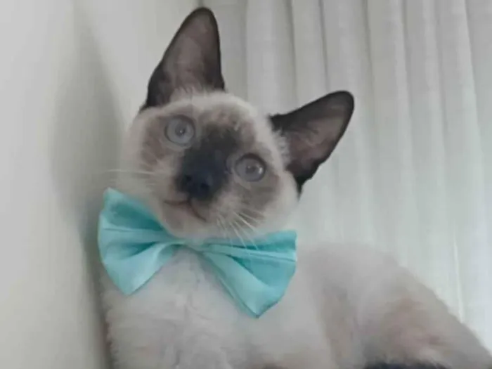 Gato ra a SRD-ViraLata idade 7 a 11 meses nome Lion