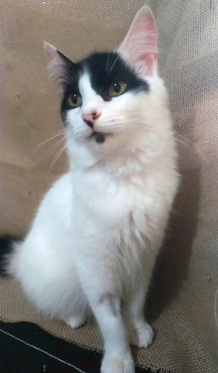 Gato ra a SRD-ViraLata idade 7 a 11 meses nome Zorro