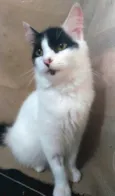 Zorro