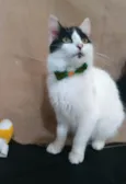 Zorro