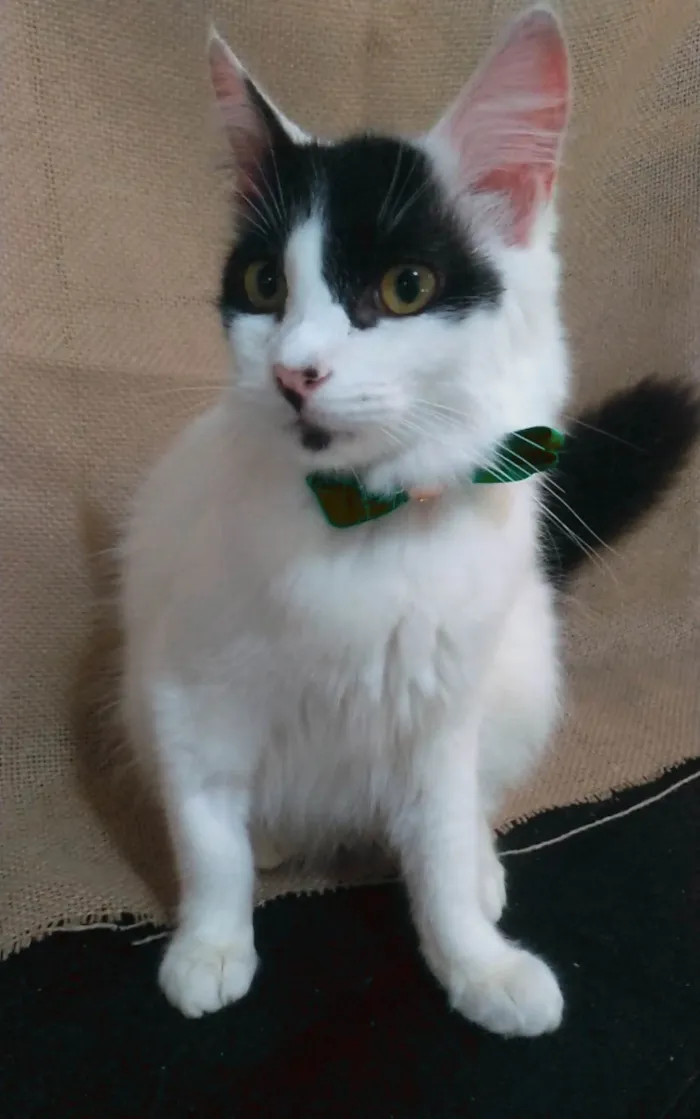 Gato ra a SRD-ViraLata idade 7 a 11 meses nome Zorro
