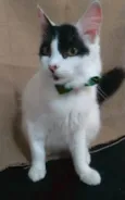 Zorro