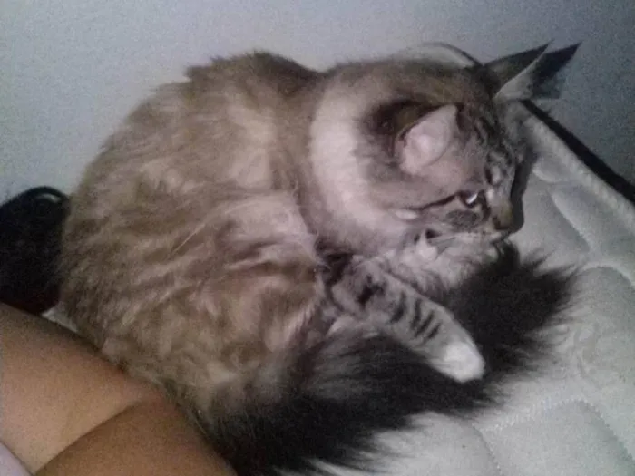 Gato ra a Não sei  idade 6 ou mais anos nome Belinha 