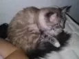 Belinha