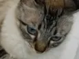 Belinha
