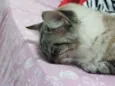 Belinha