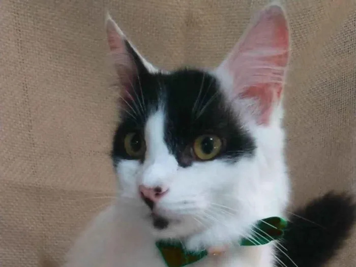 Gato ra a SRD-ViraLata idade 7 a 11 meses nome Zorro