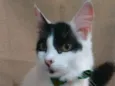 Zorro