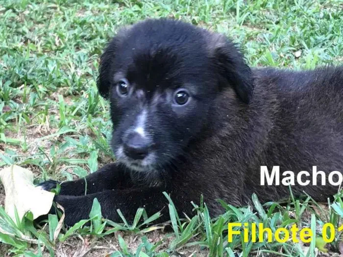 Cachorro ra a SRD-ViraLata idade 2 a 6 meses nome Baleia (Mãe)