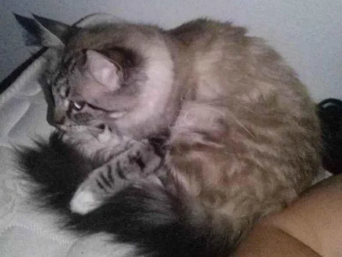 Gato ra a Não sei  idade 6 ou mais anos nome Belinha 