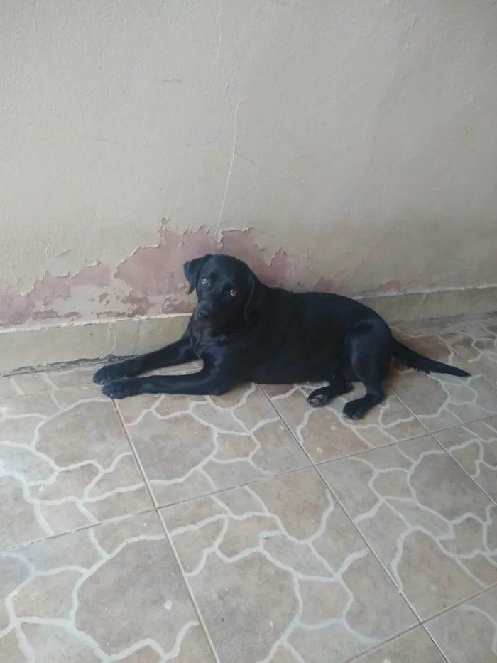 Cachorro ra a LABRADOR idade 3 anos nome Duquesa