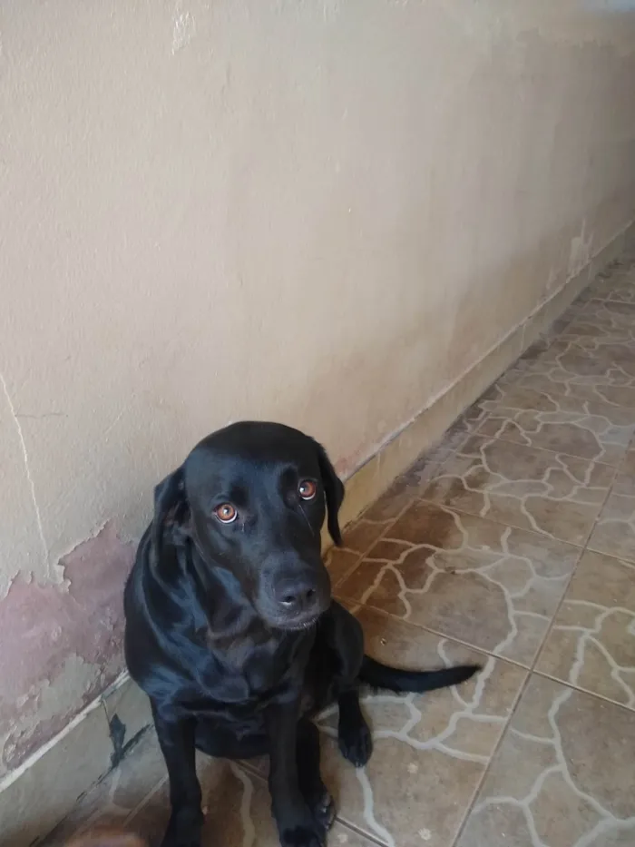 Cachorro ra a LABRADOR idade 3 anos nome Duquesa