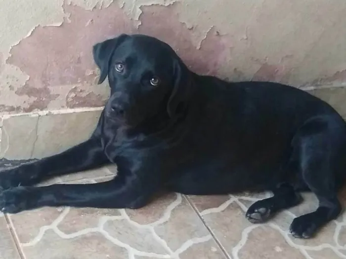 Cachorro ra a LABRADOR idade 3 anos nome Duquesa