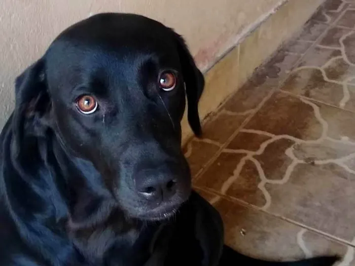 Cachorro ra a LABRADOR idade 3 anos nome Duquesa