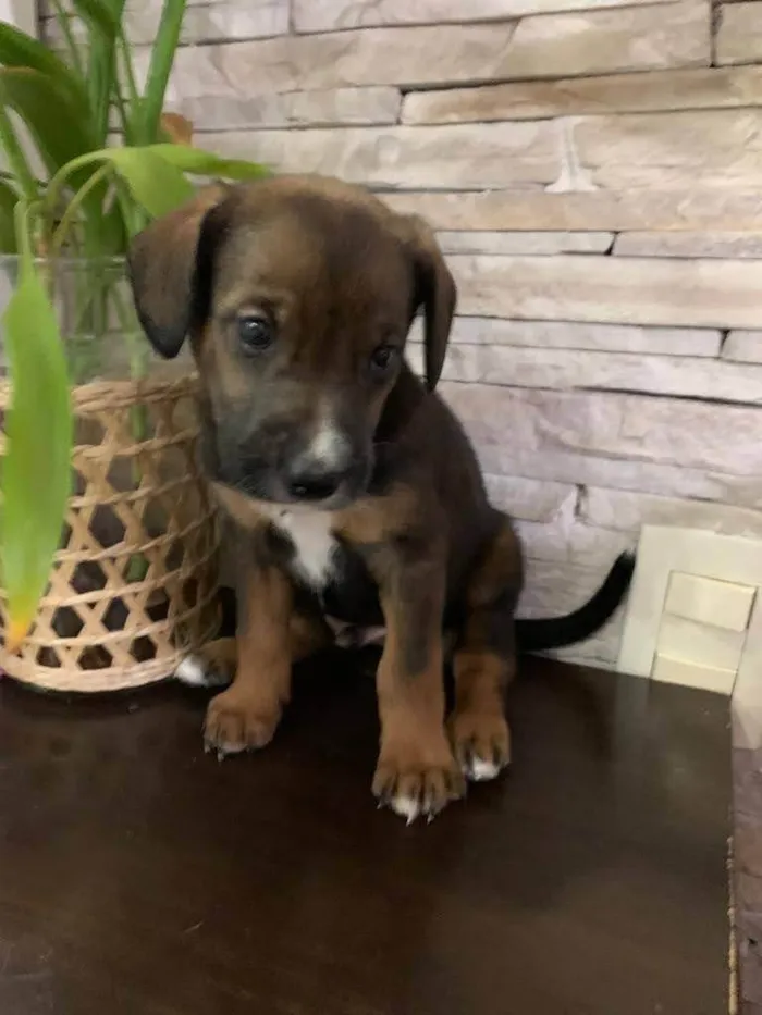 Cachorro ra a SRD-ViraLata idade 2 a 6 meses nome Boneca 