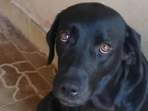 Cachorro raça LABRADOR idade 3 anos nome Duquesa