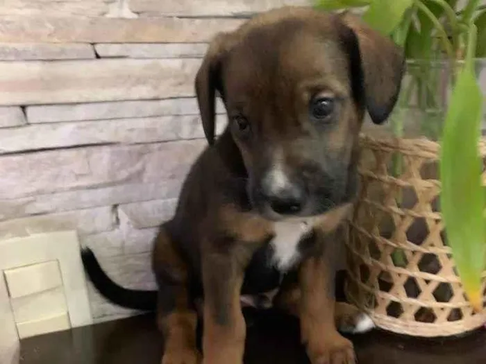 Cachorro ra a SRD-ViraLata idade 2 a 6 meses nome Boneca 
