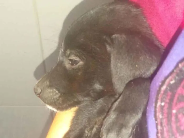 Cachorro ra a SRD-ViraLata idade Abaixo de 2 meses nome Sem nome ainda