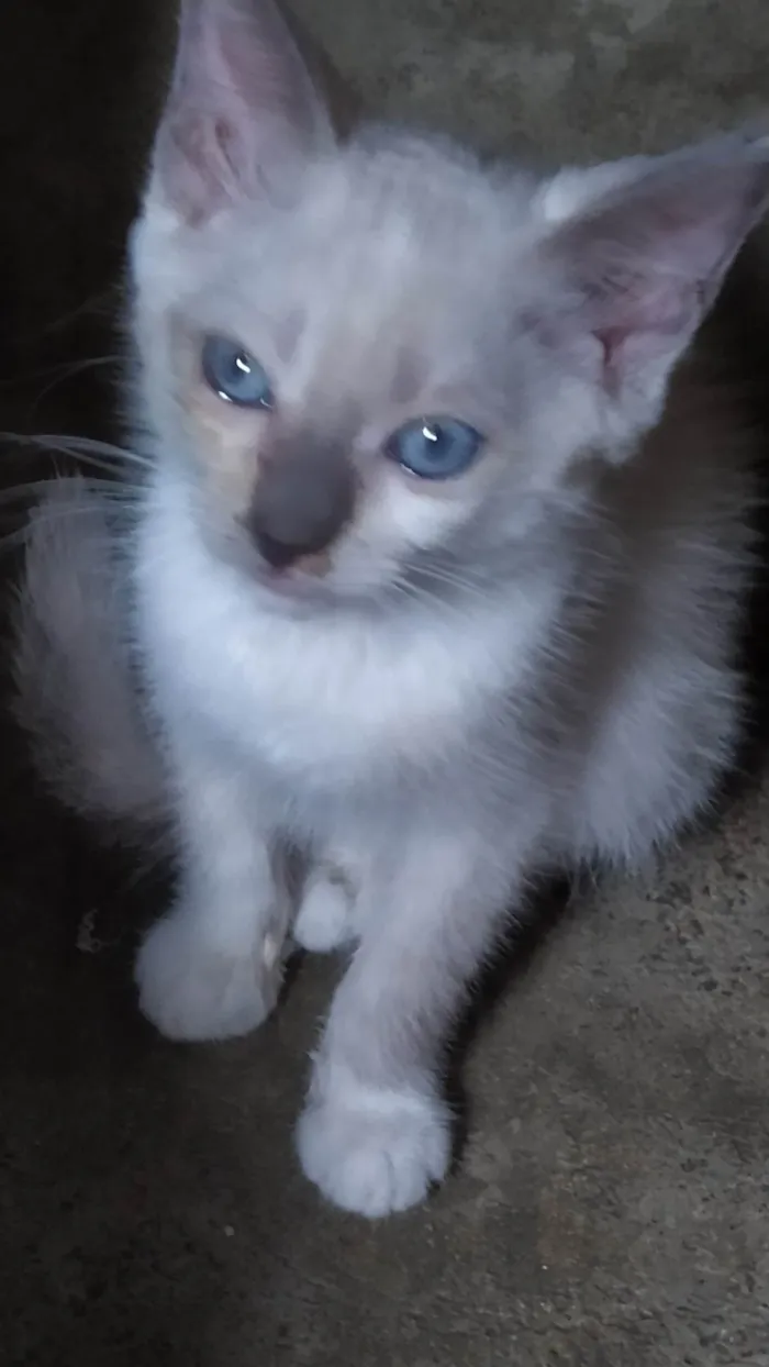 Gato ra a Siamês  idade Abaixo de 2 meses nome Tita