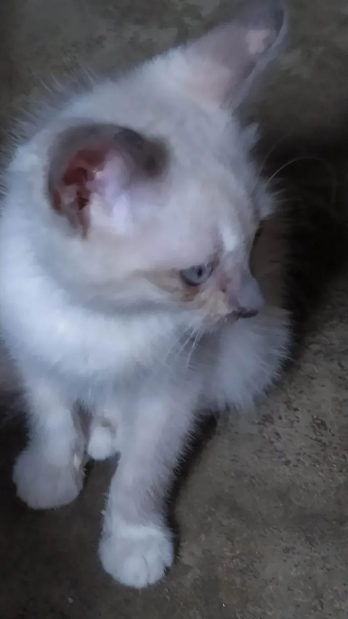 Gato ra a Siamês  idade Abaixo de 2 meses nome Tita