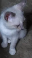 Tita