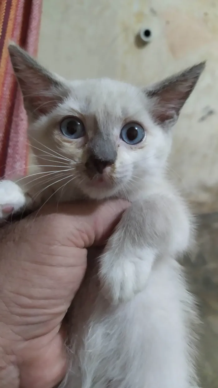 Gato ra a Siamês  idade Abaixo de 2 meses nome Tita