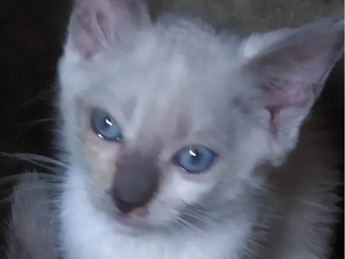 Gato ra a Siamês  idade Abaixo de 2 meses nome Tita